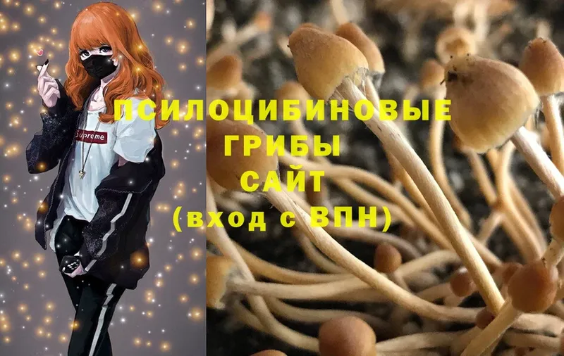 Псилоцибиновые грибы Magic Shrooms  Знаменск 